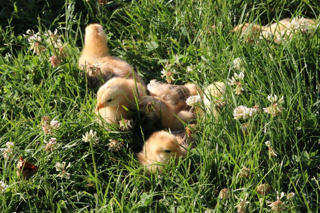 Agriturismo Valdifiori Sassoferrato Dış mekan fotoğraf